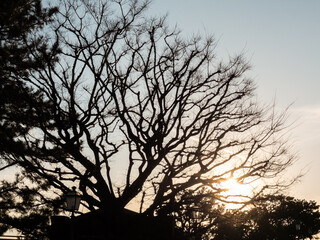 Beautiful sunset and trees silhouette