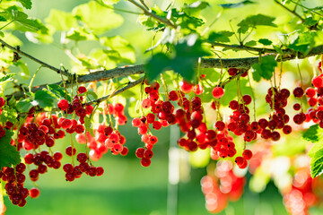 Red currant berries ripening on the branch on summer day - 794961392