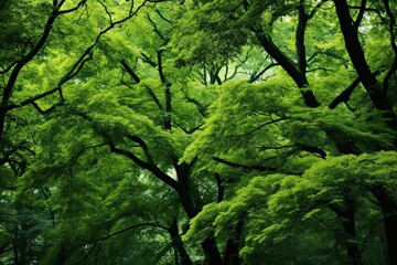 Forest Canopy Gradient Greens: A Natural Green Spectrum