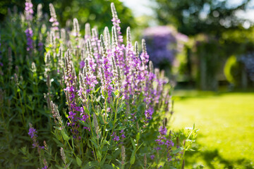 Purple loosestrife flowers blossoming in the garden on sunny summer day. Lythrum tomentosum or spiked loosestrife on a flower bed.