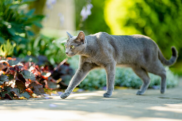 Young playful Russian Blue cat relaxing in the backyard. Gorgeous blue-gray cat with green eyes...