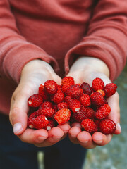 Wild strawberries in children hands freshly picked berries in forest summer season harvest, vegan healthy food