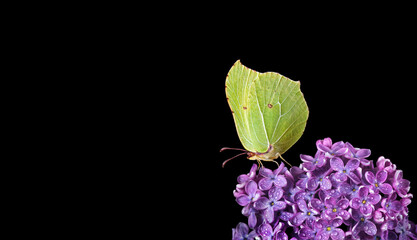 bright yellow butterfly on lilac flowers in dew drops isolated on black. brimstones butterfly. - obrazy, fototapety, plakaty