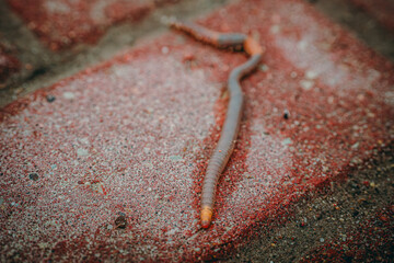 Worm long in spring, earthworm. Soft selective focus. Artificially created grain for the picture