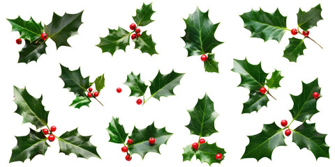 A collection of green holly leaves with red berries for Christmas decoration isolated on white or transparent png