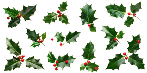 A collection of green holly leaves with red berries for Christmas decoration isolated on white or transparent png