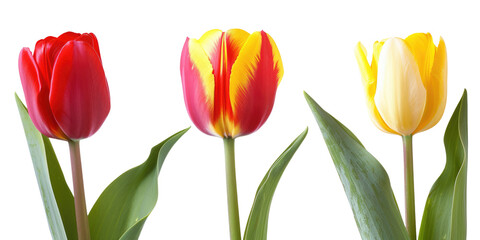 set of red, yellow and white tulips isolated on white or transparent png