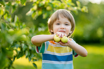 Cute toddler boy helping to harvest apples in apple tree orchard in summer day. Child picking fruits in a garden. Fresh healthy food for kids. - 794965114