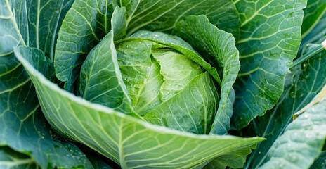 Fresh organic cabbage head growing in the garden. Growing own fruits and vegetables in a homestead.