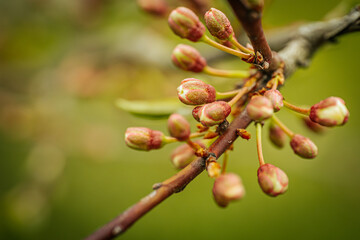 In spring, new tree cherry blossoms and leaves. Soft selective focus. Artificially created grain...