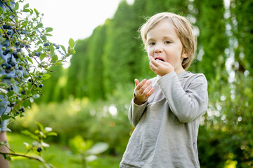 Cute little boy picking fresh berries on organic blueberry farm on warm and sunny summer day. Fresh healthy organic food for small kids. - 794966117