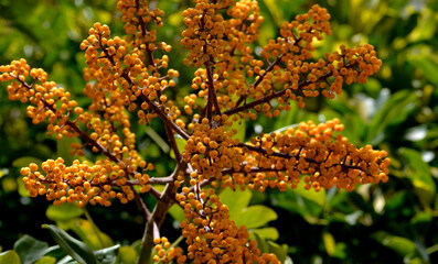 flor amarilla, bayas