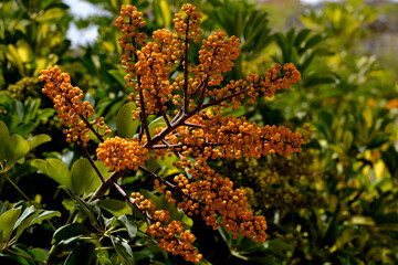 Flores amarillas, bayas