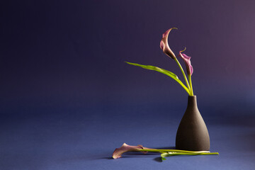 purple calla lily in vase on dark background
