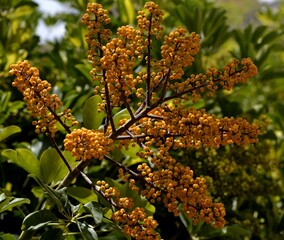 Flores amarillas, bayas