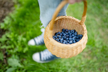Female hands holding a basket with blueberries. Picking fresh berries on organic blueberry farm on warm and sunny summer day. Fresh healthy organic food. - 794966999