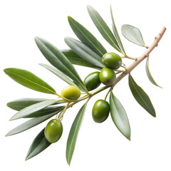 Fresh green olives on a branch with vibrant leaves