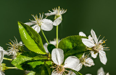 Blooming white cherry tree flowers on a green background - obrazy, fototapety, plakaty