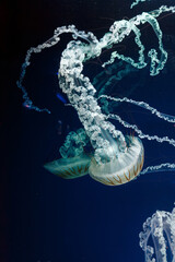 underwater photos of jellyfish chrysaora plocamia south america sea nettle - obrazy, fototapety, plakaty