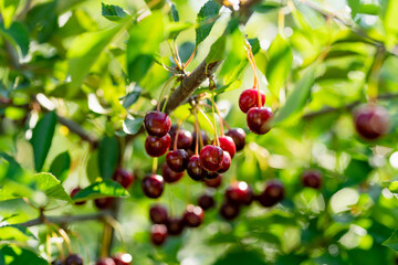 Ripening cherry fruits hanging on a cherry tree branch. Harvesting berries in cherry orchard on summer day.