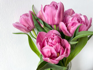 Fototapeta premium Beautiful pink rose spring tulips in decorative glass vase isolated on white background close up, floral wallpaper background with pink tulips flowers