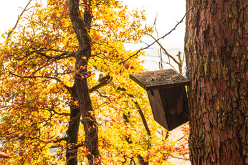 A birdhouse hangs from a tree in a natural woodland landscape