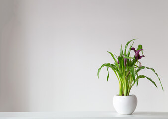 purple calla flower in flowerpot on white background - 794975527