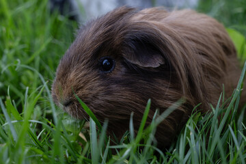 meerschweinchen tier natur langhaar