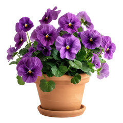 Naklejka na ściany i meble A vibrant potted viola plant showcasing stunning purple blooms set against a transparent background with ample space for text