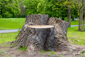 Baumstumpf im Park