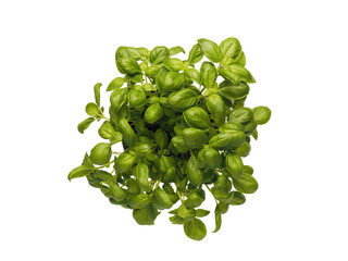 Fresh organic basil on a white background, view from above, healthy food or ingredients