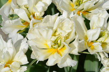 Tulip Exotic Emperor flowers