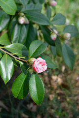 Camellia flower bud