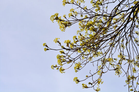 Norway maple branches with flowers