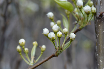 Japanese pear Hosui flower buds
