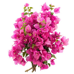 Gorgeous pink bougainvillea bouquet blooming outdoors in sharp focus against a transparent background