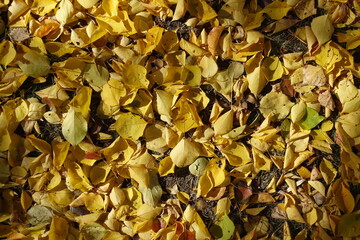 View of yellow fallen leaves of apricot from above in mid October
