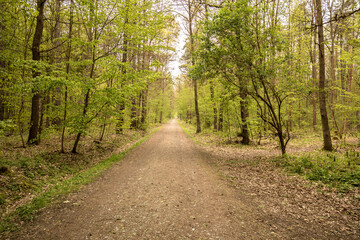 Waldweg