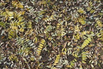Dead fallen leaves of Sophora japonica on the ground in November