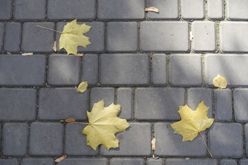 Three fallen leaves of maple on pavement in mid October