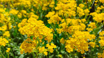 bush of yellow flowers. yellow grass. many small yellow flowers. spring nature. summer flowers.