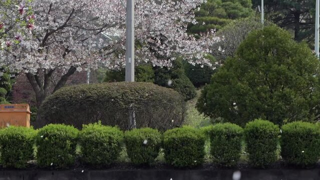 벚꽃 나무 봄 계절 tree spring season