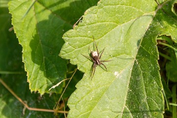 a spider on a leaf