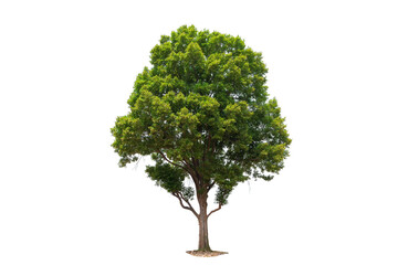 A large tree stands alone on a white background. The tree is tall and has a lot of leaves, clipping...