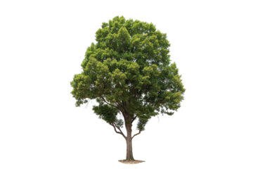 A large tree stands alone on a white background. The tree is tall and has a lot of leaves, clipping path.
