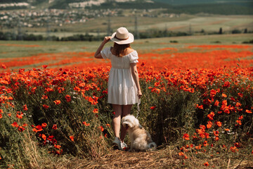 Field of poppies woman dog. Happy woman in a white dress and hat stand with her back through a...