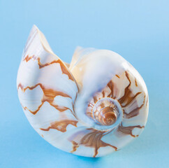 beautiful seashell on blue background - 794999914