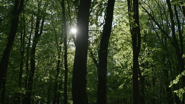 Sun through leaves. Warm evening light shining through foliage