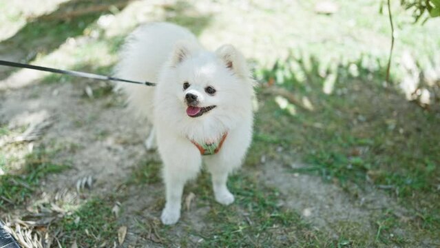 Smiling pomeranian dog on leash outdoors with greenery