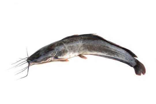 Fresh catfish isolated on white background, Clarias.